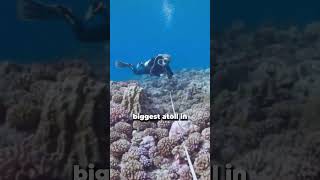 Diver talks through conducting coral transects in French Polynesia edtech conservation science [upl. by Leatrice310]