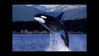 Highly Intelligent Orca Killer Whales  Nature Documentary ✔ [upl. by Trebliw803]