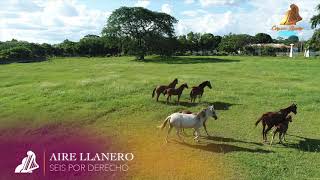 SEIS POR DERECHO  AIRE LLANERO [upl. by Netsirc]