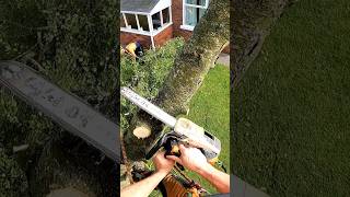 Silver Birch Removal Next To⚡️ Wires Out Now🌳 chainsaw shorts stihl arborist short [upl. by Willyt306]