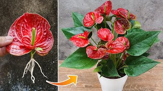 Simple method of propagating anthurium with flower branches [upl. by Naruq978]