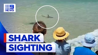 Shark spotted close to shore at Queensland beach  9 News Australia [upl. by Caputto271]