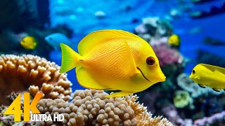 Aquarium 4K VIDEO ULTRA HD 🐠 Beautiful Coral Reef Fish  Relaxing Sleep Meditation Music 27 [upl. by Cirri]