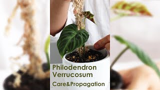 Verrucosum philodendron care philodendron plantcare plantcaretips propagation [upl. by Sihun]