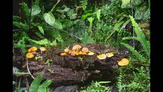 Timelapse Red Reishi  Ganoderma Forest  3 [upl. by Subak30]