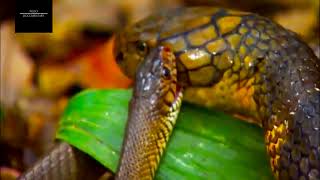 National Geographic Wild Animals FightThe Deadly King Cobra vs Black Mamba Fights [upl. by Adiuqram]