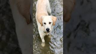 Oatley cooling down oatley yourdog cutegolden shorts [upl. by Jinny]