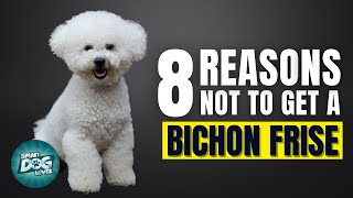 8 Reasons Why You SHOULD NOT Get a Bichon Frise [upl. by Bush262]