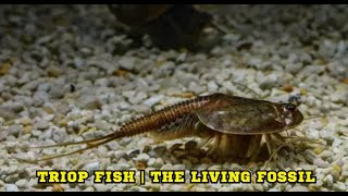 Triop Fish  The Living Fossil [upl. by Allegna320]