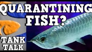 Quarantining New Fish Should you Tank Talk Presented by KGTropicals [upl. by Nyvar81]