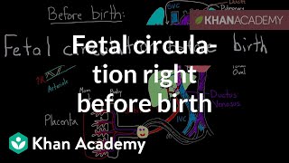 Fetal circulation right before birth  Circulatory system physiology  NCLEXRN  Khan Academy [upl. by Gile]