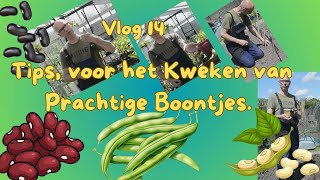 Vlog 13 Bonen Kweken De complete Gids voor Moestuinierders en een slakkenval [upl. by Lemmor178]