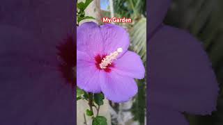 My winter Terrace Garden music bollywood song plantingflowers nature gardendesign terrace [upl. by Aronoel649]