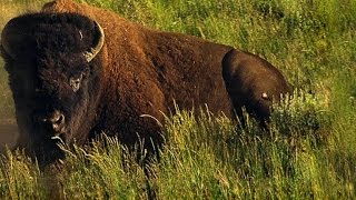 How 60 Million Bison Became 1000 in a Century [upl. by Hanej]