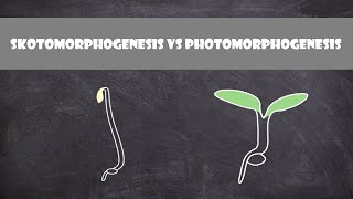 Skotomorphogenesis vs Photomorphogenesis  Plant Biology [upl. by Rosenkrantz]