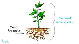 Sensoril Ashwagandha  Leaf amp Root Powerhouse [upl. by Ahsotan]