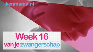 16 weken zwanger  ikenmamanl [upl. by Jenkel]