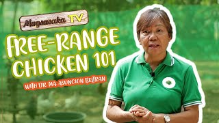 FREE RANGE CHICKEN FARMING 101 [upl. by Aihsyak]