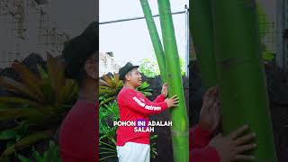 INI DIA POHON PENANGKAL PETIR DAN ULAR  penangkalpetir shorts fyp juraganlahan [upl. by Settle]