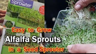 Sprouting Alfalfa in a TwoTiered Seed Sprouter [upl. by Kulsrud]