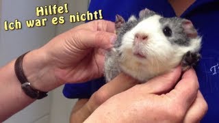 Meerschweinchen unterwegs  Heute Tierarzt  Die Meeries [upl. by Llednek]