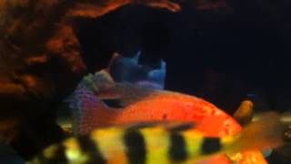 Tank update amp my Melanochromis Chipokae African cichlids [upl. by Noed]