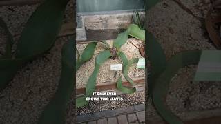 Did you know about this plant welwitschia at Stockholm botanical gardens plants endangered [upl. by Anaerda]