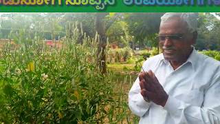 Adosa plant Adusoge benefits adulsa plant ಆಡುಸೋಗೆ [upl. by Eanal]