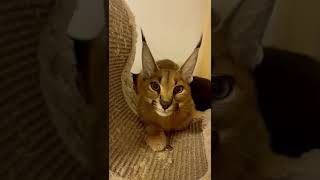 Каракал охраняет свою лежанкуCaracal hissing каракал caracal cute caracat сервал cat serval [upl. by Hanser972]