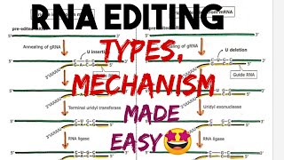 RNA Editing  RNA Modification Types Mechanism Example molecularbiology 🤩 [upl. by Euqirne]