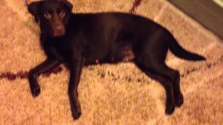 Ruby the Chocolate Labrador  6 weeks pregnant Day 40 [upl. by Chilt]