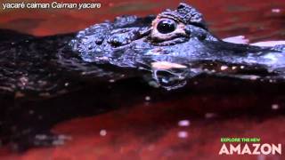 Caiman feedingmov [upl. by Eras461]