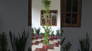 കാർ പോർച്ചിന് ഭംഗി കൂട്ടി 😍 plant decoration garden gardening plants ideas [upl. by Nired549]