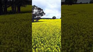 beautiful canola fields an hour out of Perth travel canola fpv perthisok [upl. by Einram]