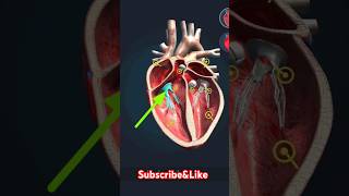 heart valve name  heart valve nursing foryou shorts [upl. by Ravid]