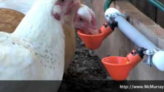 The Best Way To Water Your Chickens [upl. by Hillari394]