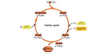 Calvin Cycle Explained [upl. by Amando338]