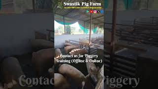 Pig Farm visit  Piggery Business in India swastikpigfarm trending pig businessideas cute [upl. by Mercy]