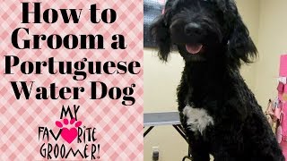 Grooming a Portuguese Water Dog [upl. by Linad]