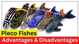 🐟pleco fish 🤯 available shortvideos viralvideos 1million plecofish [upl. by Allecsirp366]