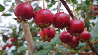 Chilean Guavas growing picking and tasting these gorgeous berries [upl. by Mady]