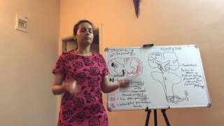 Anatomy of Spinal Cord Part III  by Dr Vijaya [upl. by Nemracledairam597]