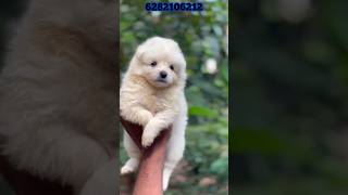 spitz puppies sale  spitz for sale  Spitz sale kerala  home delivery available  pom sale [upl. by Eldreeda]