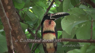 Wild Tropical Birds Collared Aracari [upl. by Sanger]