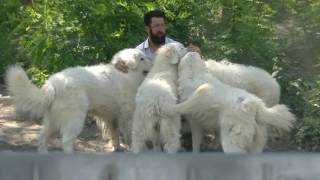 7 Otto principi del cane da guardia Pastore Maremmano Abruzzese versione in italiano [upl. by Atiroc]