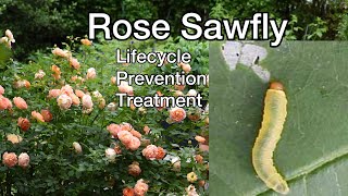 How to treat rose sawfly infestation Helpful TIPS [upl. by Acsicnarf]