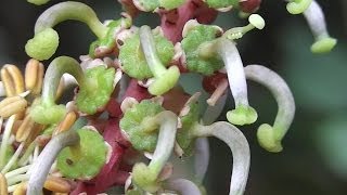 CAROB Flower Sexuality ✿ [upl. by Pappano]