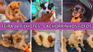 PREÇO dos CACHORRINHOS na FEIRA filhotesdecachorros cachorroderaca feira [upl. by Noneek]