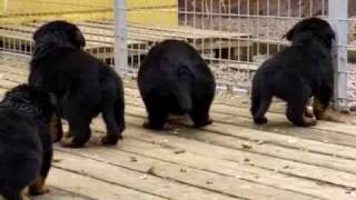 Rottweiler puppies 4 weeks old [upl. by Rep]