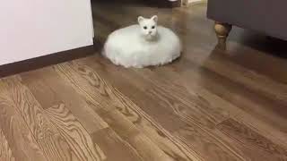 Cat Roomba  HD [upl. by Fafa639]